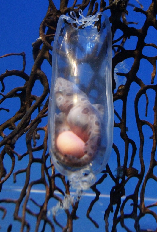 サラワクスウェルシャークの卵