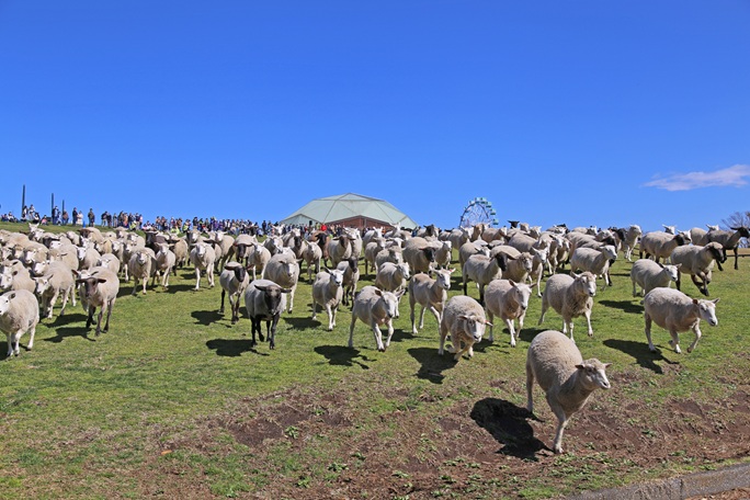 ひつじの大放牧