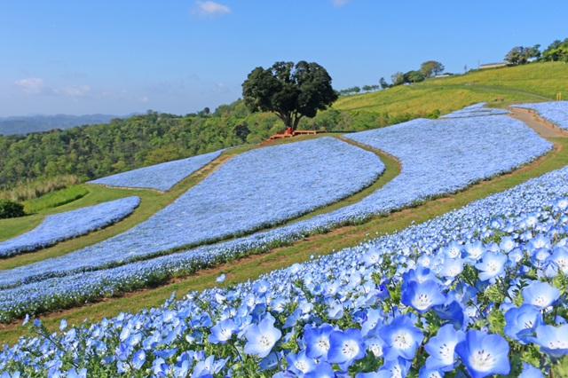 「ネモフィラの花畑」（過去の満開時の様子）
