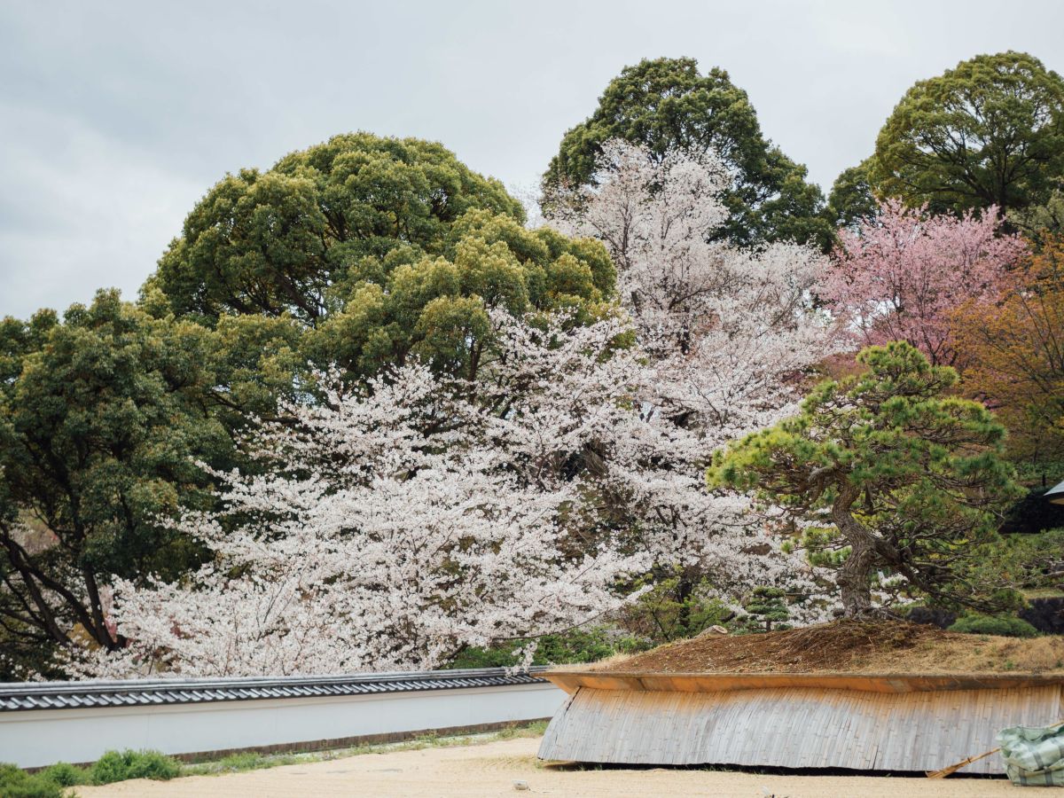 OM-3, M.ZUIKO DIGITAL 25mm F1.8 II, 1/2500秒 F1.8 ISO200 基本モード ©もろんのん