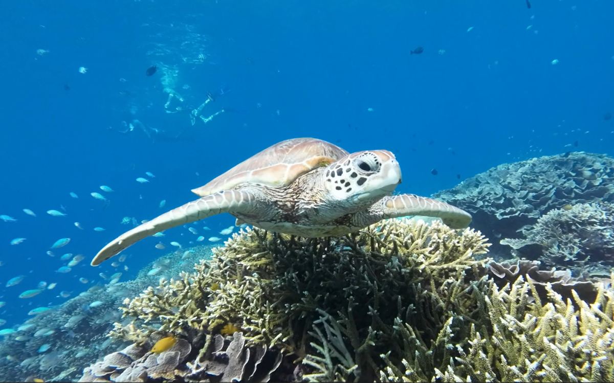 穏やかな性格のウミガメはとても人懐っこい