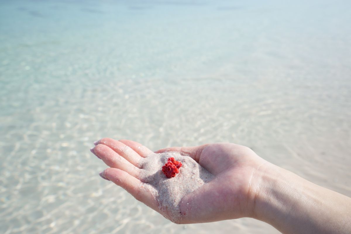 赤サンゴはパイプオルガンコーラルともよばれる。持ち帰りはNG