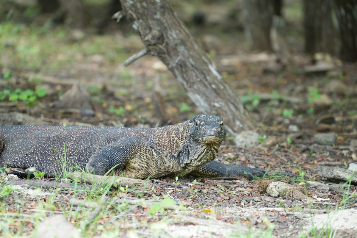 意外と大人しいコモドドラゴン。大きな個体では全長3.5メートルを超えることも