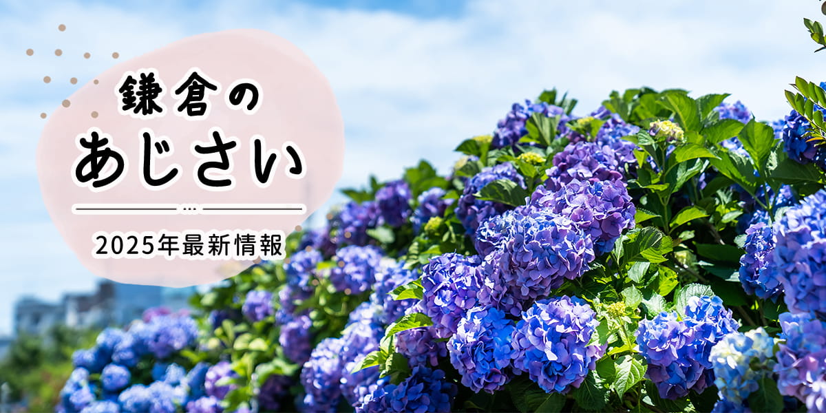 【2025】鎌倉のあじさい名所 23選｜明月院・長谷寺の人気スポットからゆっくり散策できる穴場まで！