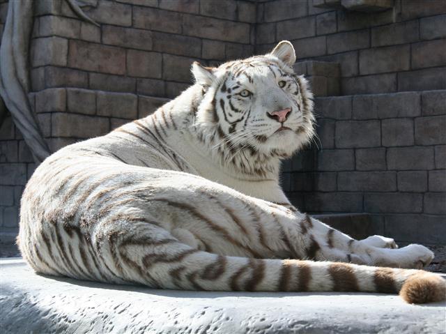 人気のホワイトタイガー／東武動物公園