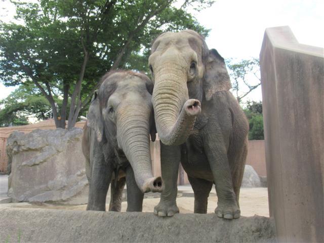 アジアゾウは「かみね動物園」の人気者／かみね公園管理事務所
