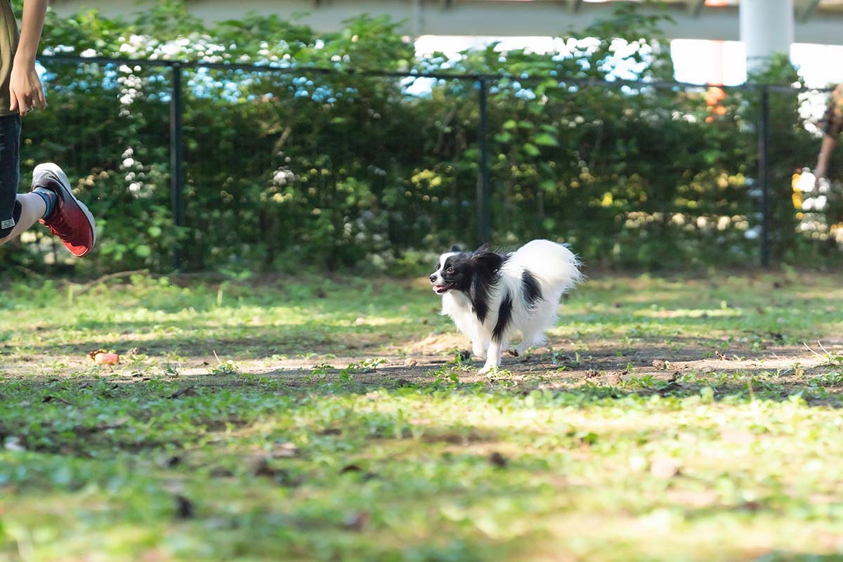 小型犬用のドッグラン「こもれびドッグヒルズ」（屋外）