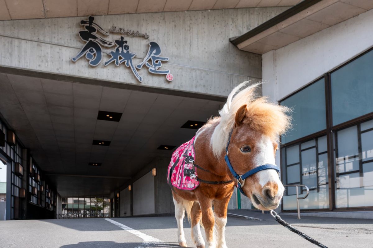 ウェルカムポニー