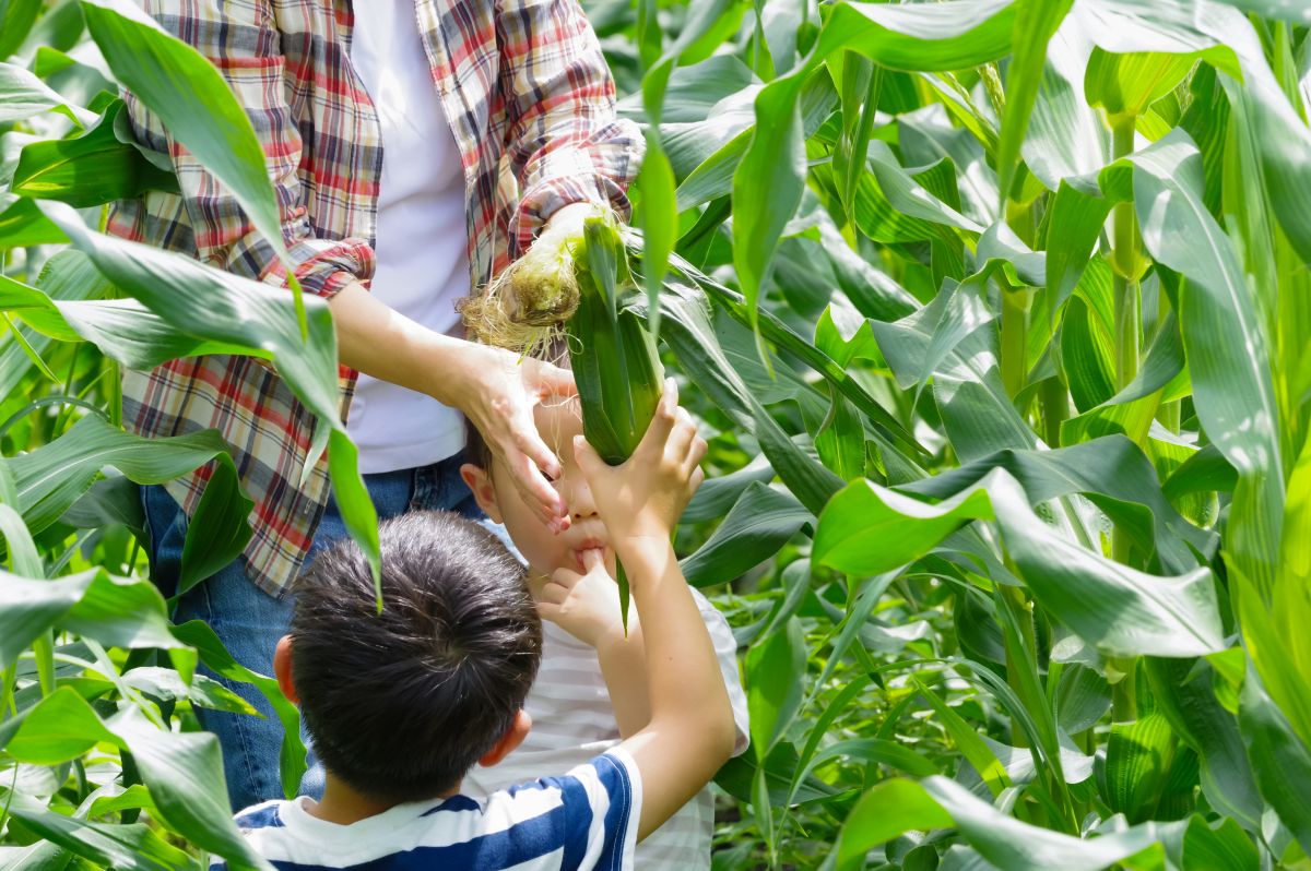 とうもろこしの収穫体験イメージ