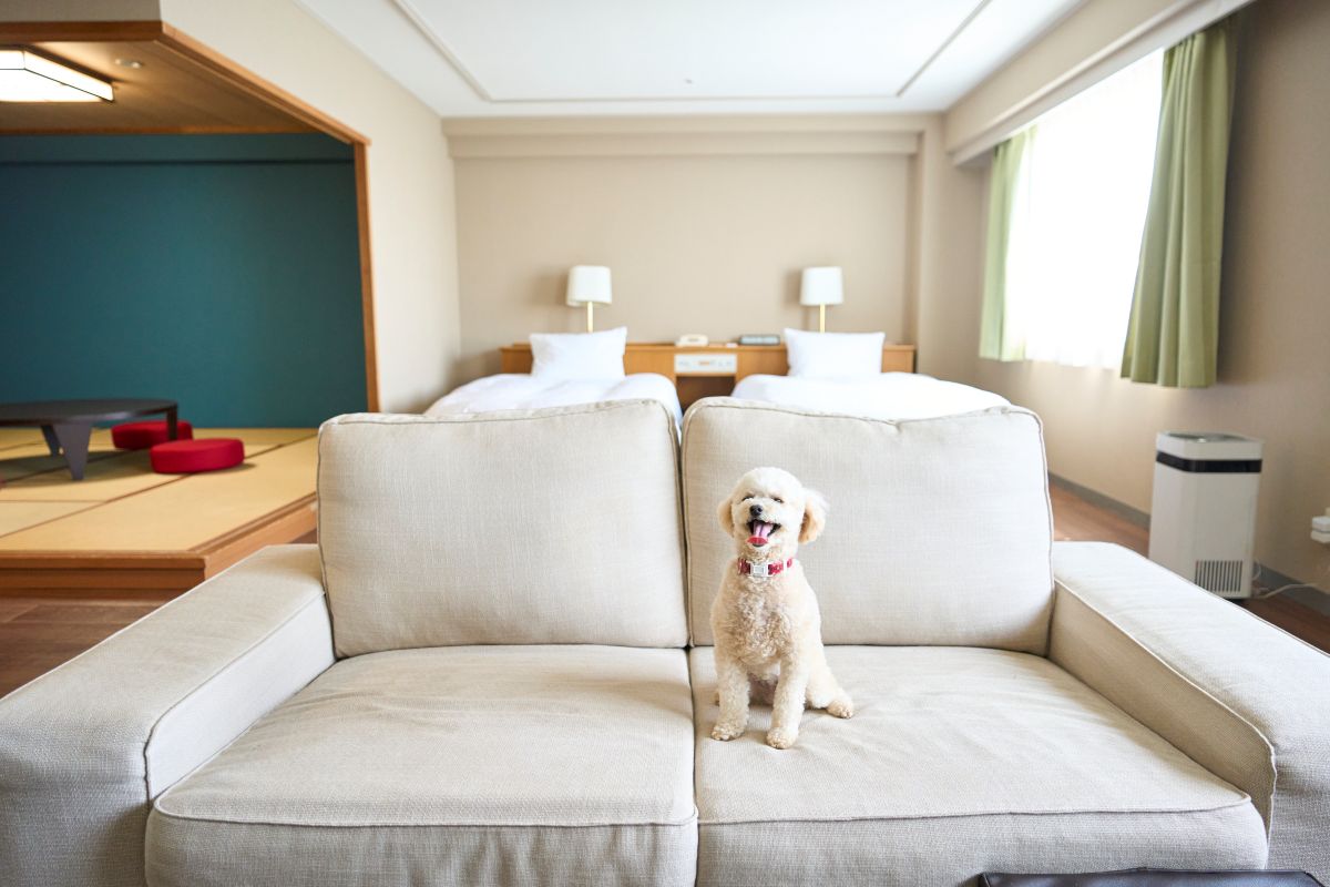 愛犬と一緒に泊まれるドックフレンドリールーム
