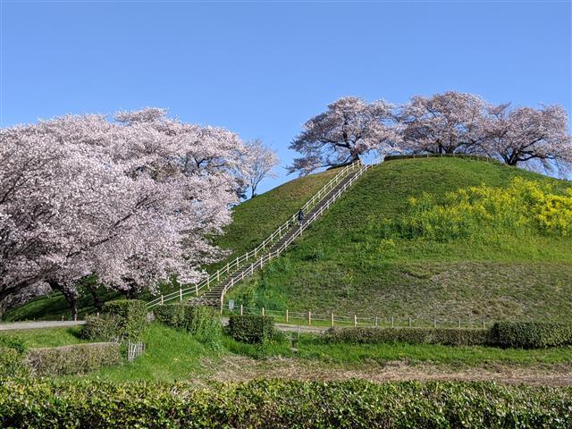 春の丸墓山古墳／埼玉県立さきたま史跡の博物館