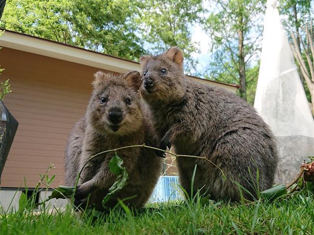 世界一しあわせな動物といわれる「クォッカ」／埼玉県こども動物自然公園