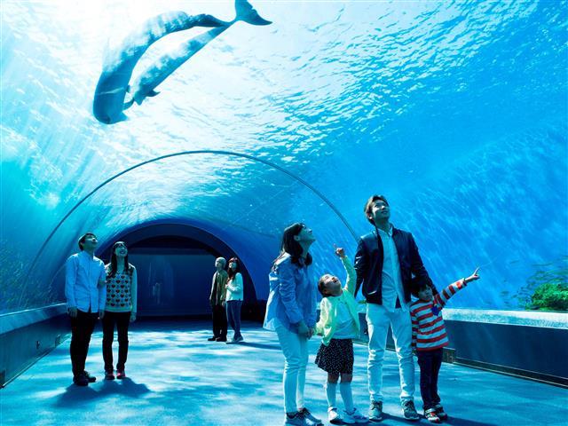 太陽光が差し込む癒やしの水族館「ドルフィン ファンタジー」／横浜・八景島シーパラダイス