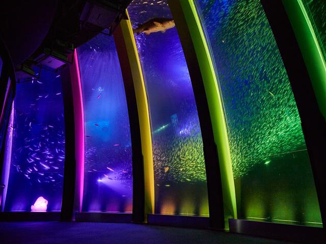 「スーパーイワシイリュージョン」／横浜・八景島シーパラダイス