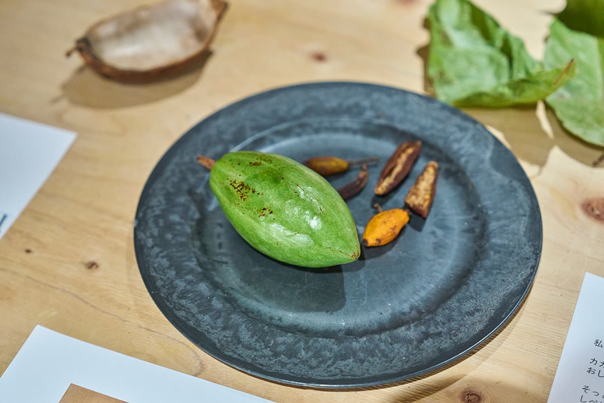 カカオを栽培するという前代未聞のプロジェクトがスタート。カカオは4階で栽培されている