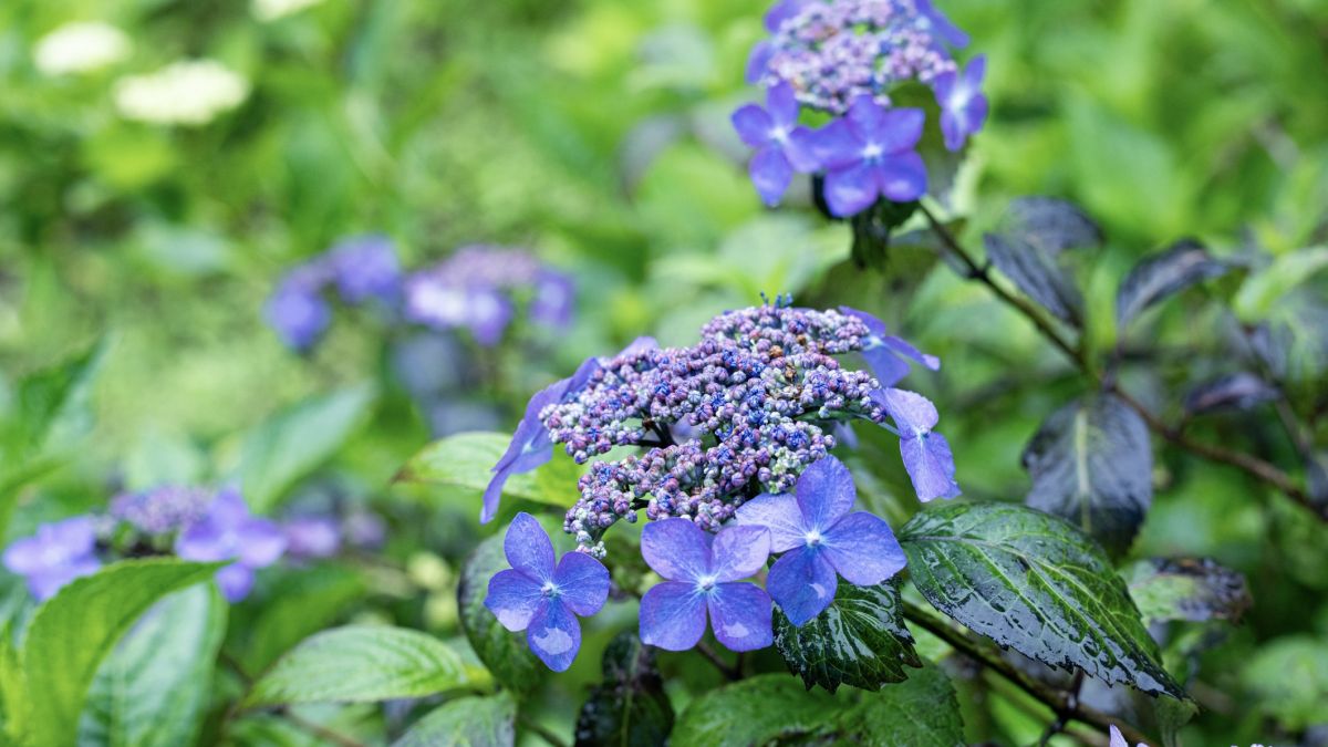 南沢あじさい山