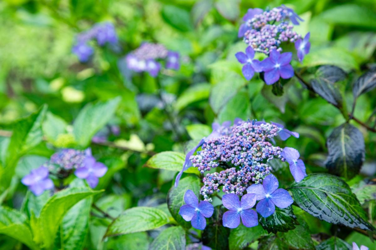 ヤマアジサイは日本に自生するアジサイの原種に近い