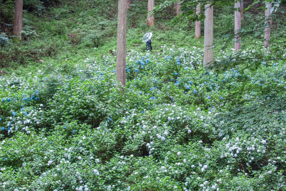 見頃を迎えたアジサイの群生地