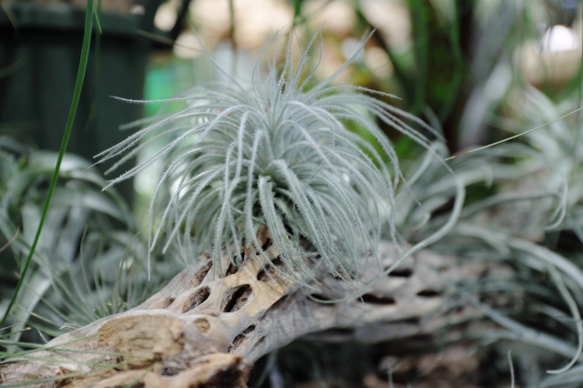 gardens umekita by Kohnan