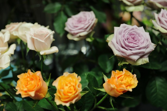 gardens umekita by Kohnan