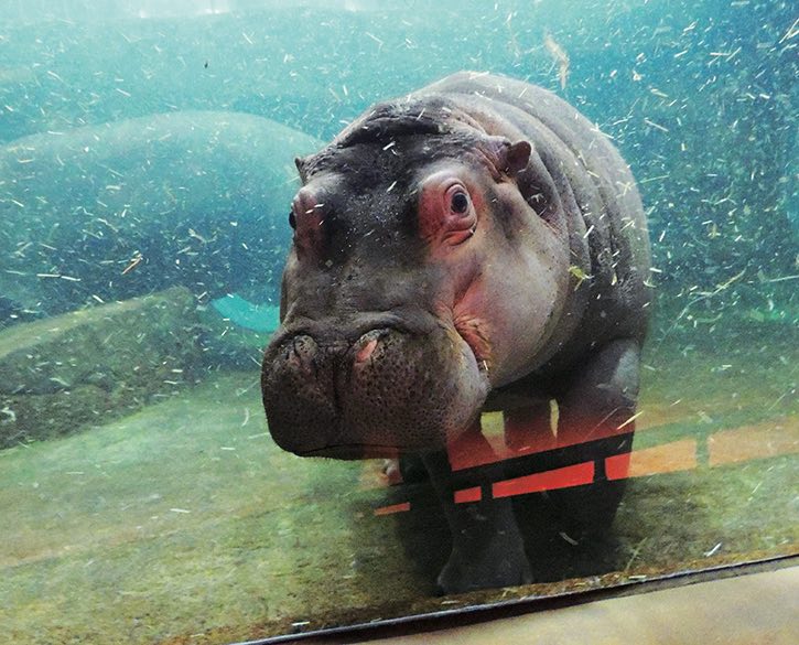水中のカバ