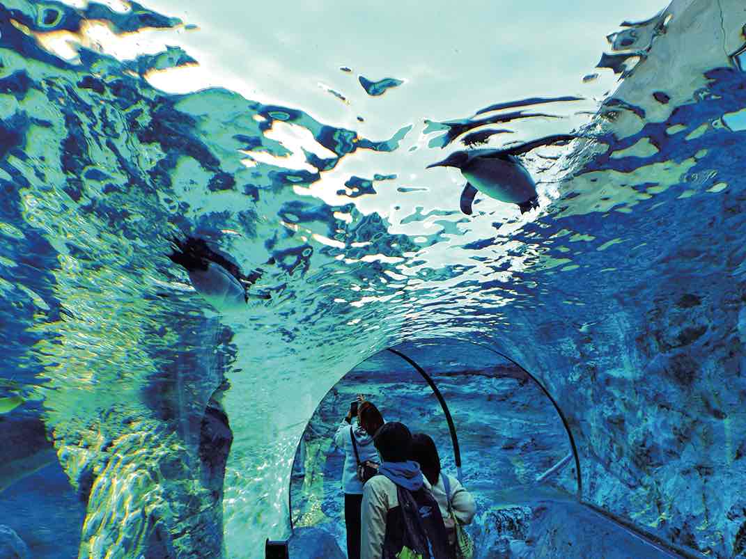 旭山動物園 水中トンネル
