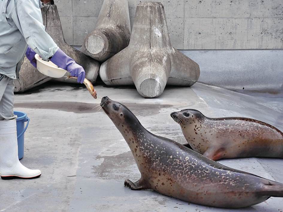 旭山動物園のアザラシ「もぐもぐタイム」には胴体を使って陸上を進む姿などを観察できます