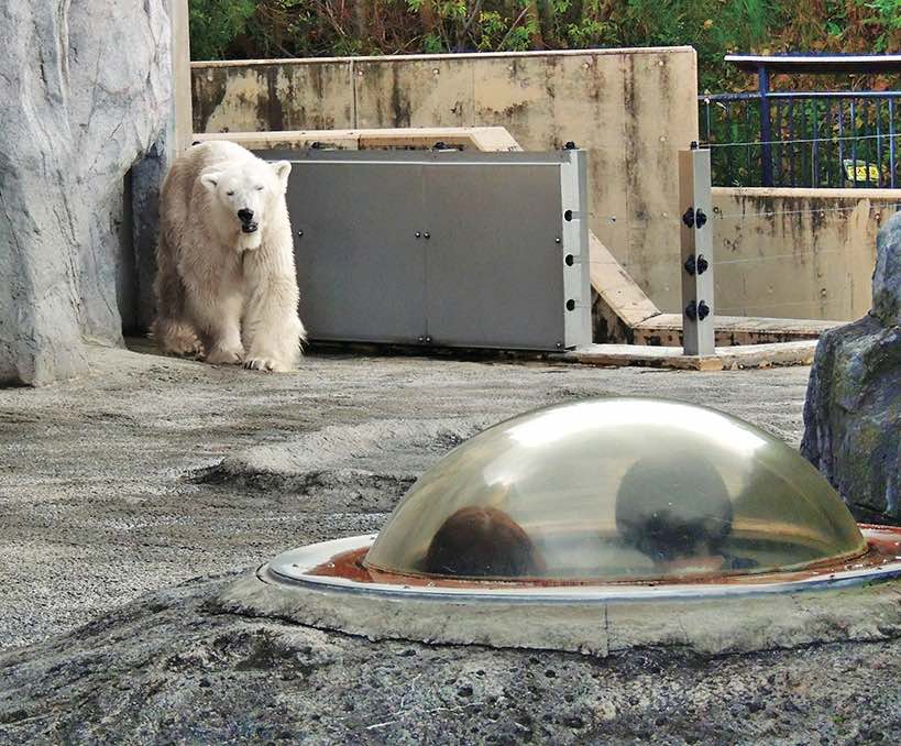 旭山動物園 氷の下にいるアザラシの視点でホッキョクグマを観察できる「シールズアイ」