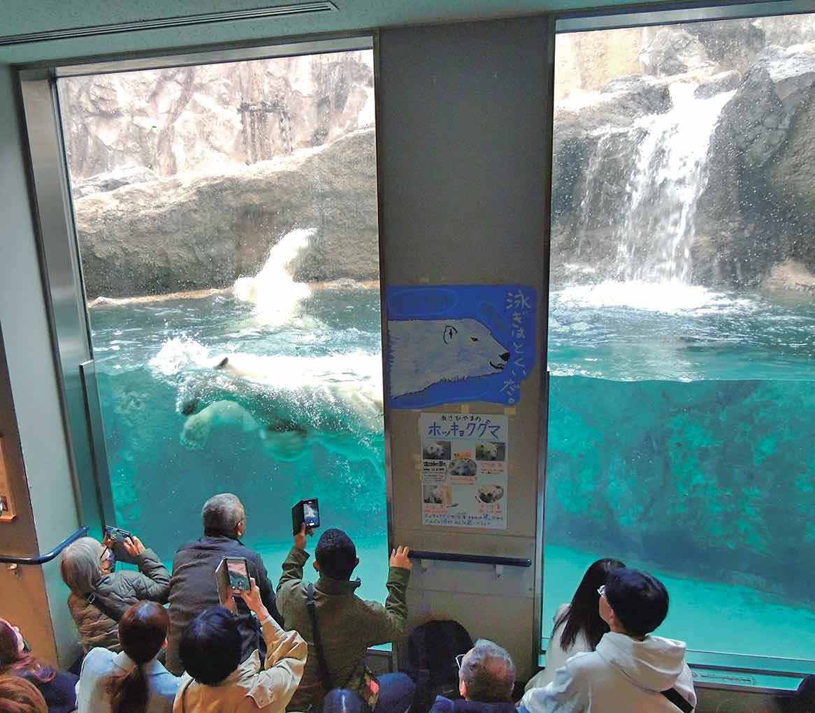 旭山動物園のアザラシ「もぐもぐタイム」