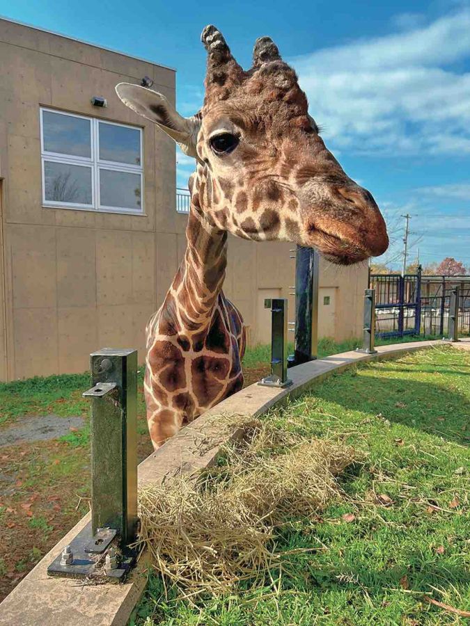 旭山動物園のキリン