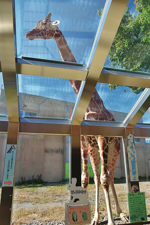 旭山動物園「かば館」の屋内から見ると長い足が目の前に!