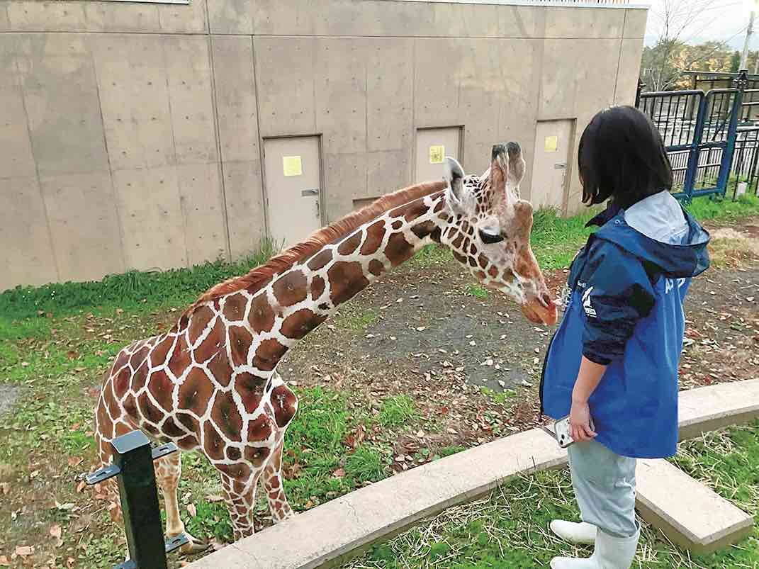 旭山動物園のキリン「もぐもぐタイム」の解説