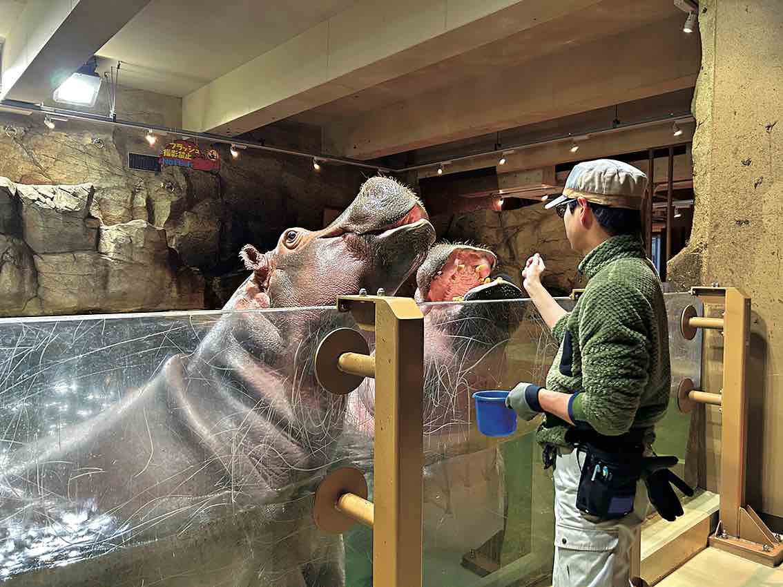 旭山動物園のカバ。食事の際に見られる大きな口やキバは迫力満点