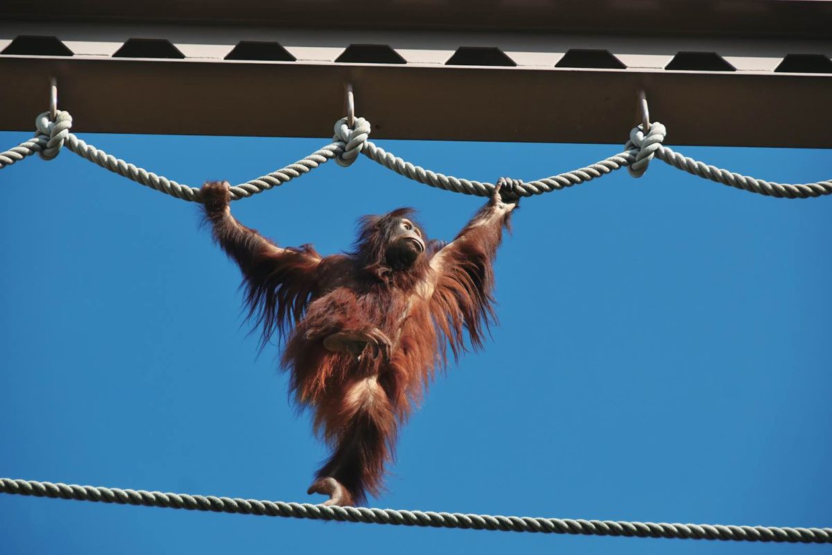 旭山動物園のキリンではオランウータンが生息する熱帯雨林のジャングルをジャングルジム鉄柱などで再現