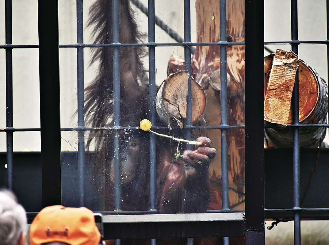 旭山動物園のオランウータン「もぐもぐタイム」では手足の器用さを観察できます