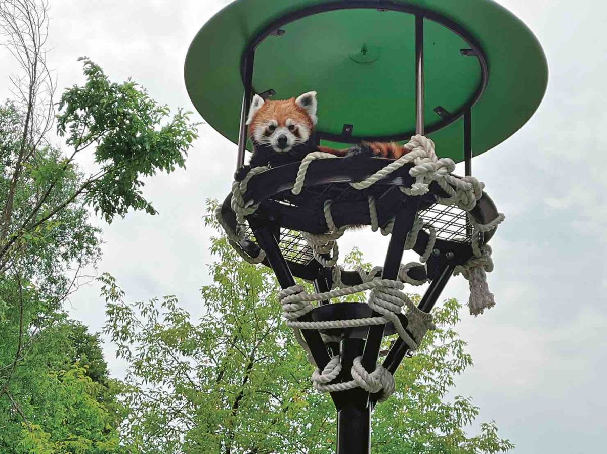 旭山動物園のレッサーパンダ館