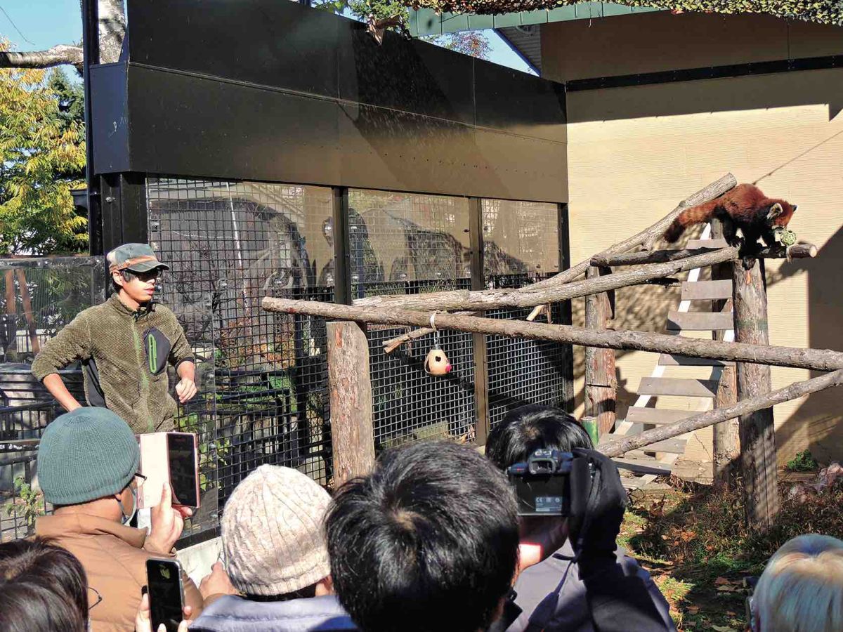 旭山動物園のレッサーパンダ館「もぐもぐタイム」