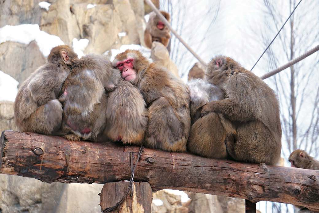 旭山動物園 冬には雪の中、ニホンザルの「サル団子」を各所で見られます