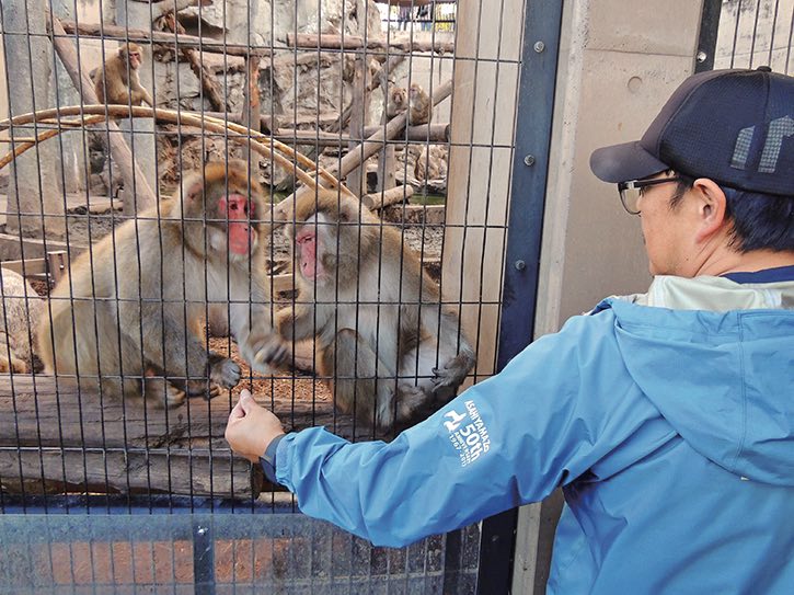 旭山動物園のニホンザル「もぐもぐタイム」はさる山の下の方で実施