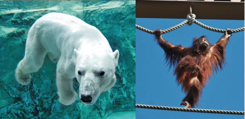 【2025年最新版】旭山動物園の見どころ完全ガイド｜人気みやげ＆園内グルメも