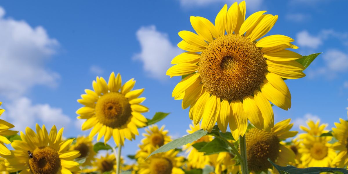 ヒマワリってどんな花？ 花言葉や観光で訪れたいおすすめの名所をご紹介