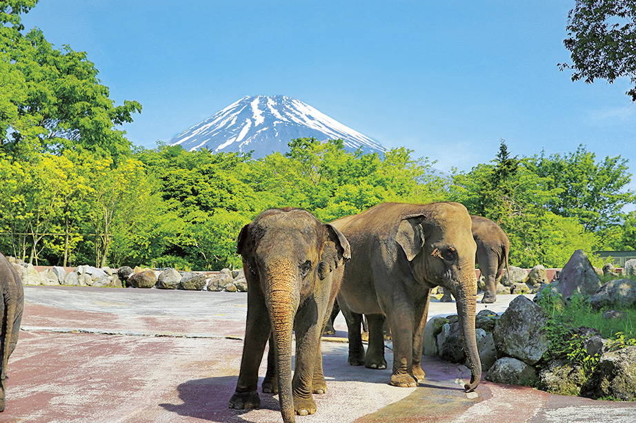 【静岡・富士サファリパーク】迫力満点の動物たちに会いに行こう!