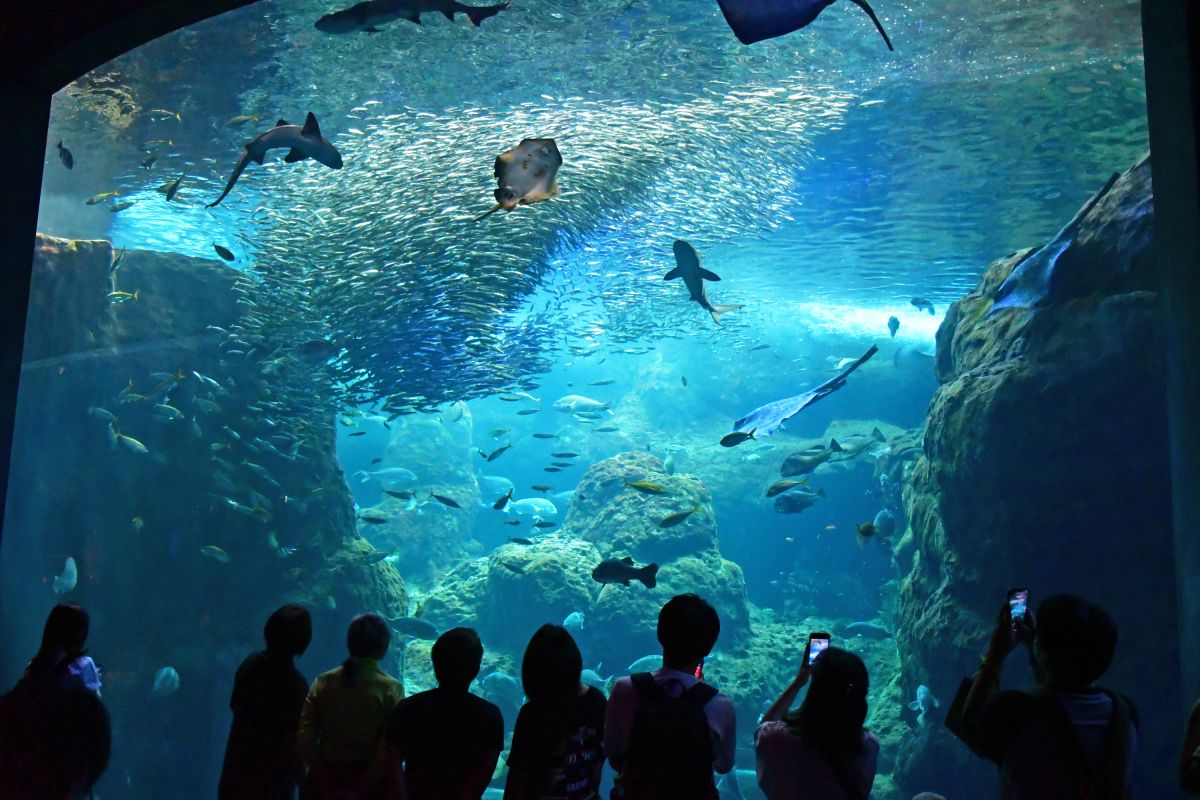 「相模湾大水槽」/©︎新江ノ島水族館