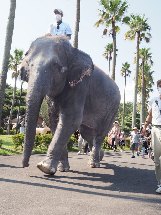 ゾウさんの散歩