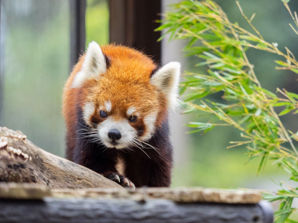 シセンレッサーパンダの風太