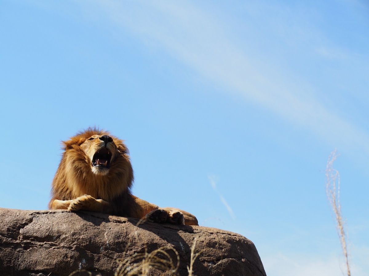 アフリカライオンのトウヤ