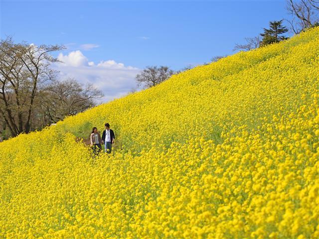 菜の花（2月中旬〜4月中旬）／マザー牧場
