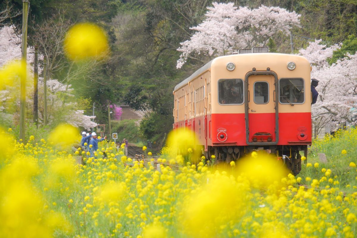 菜の花畑を走るキハ40形
