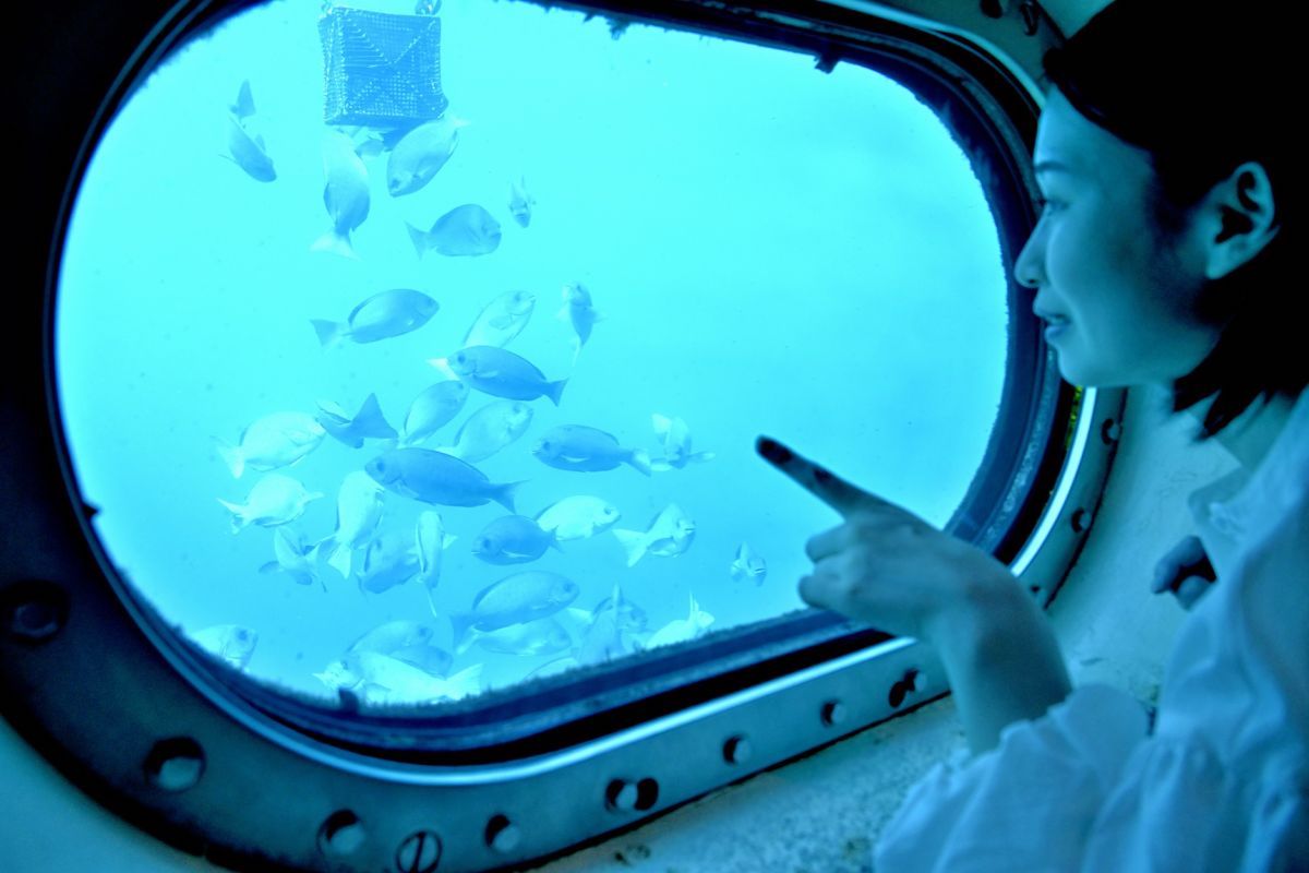 海中窓を覗くと、元気に泳ぐ魚たちが！