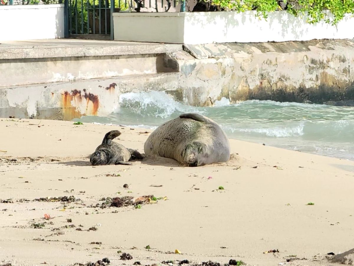 カイマナビーチでは、ハワイアンモンクシールに出会えることも。写真は、2023年に赤ちゃんが誕生した際の母子の様子